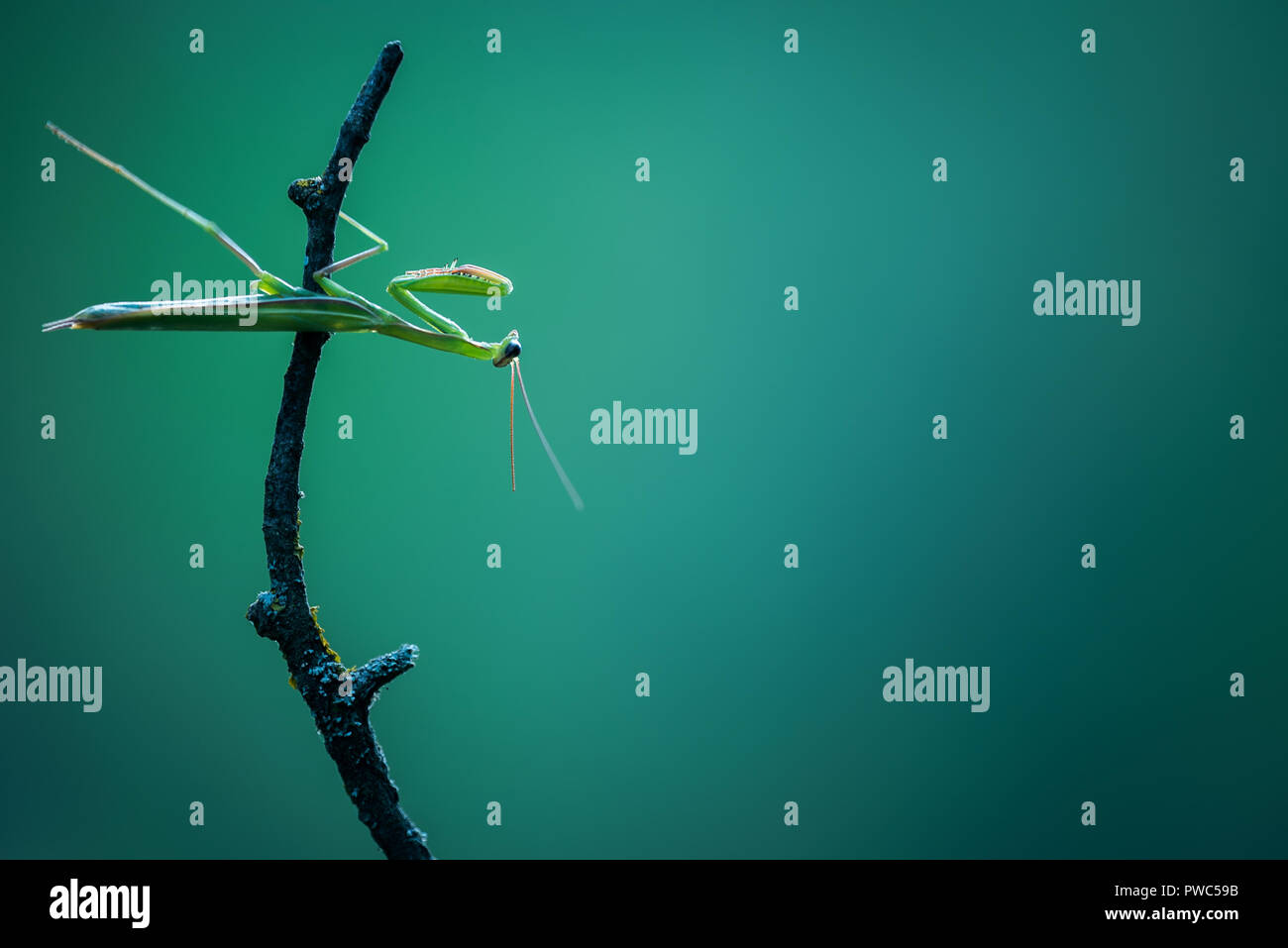 a praying mantis upside down on a branch Stock Photo Alamy
