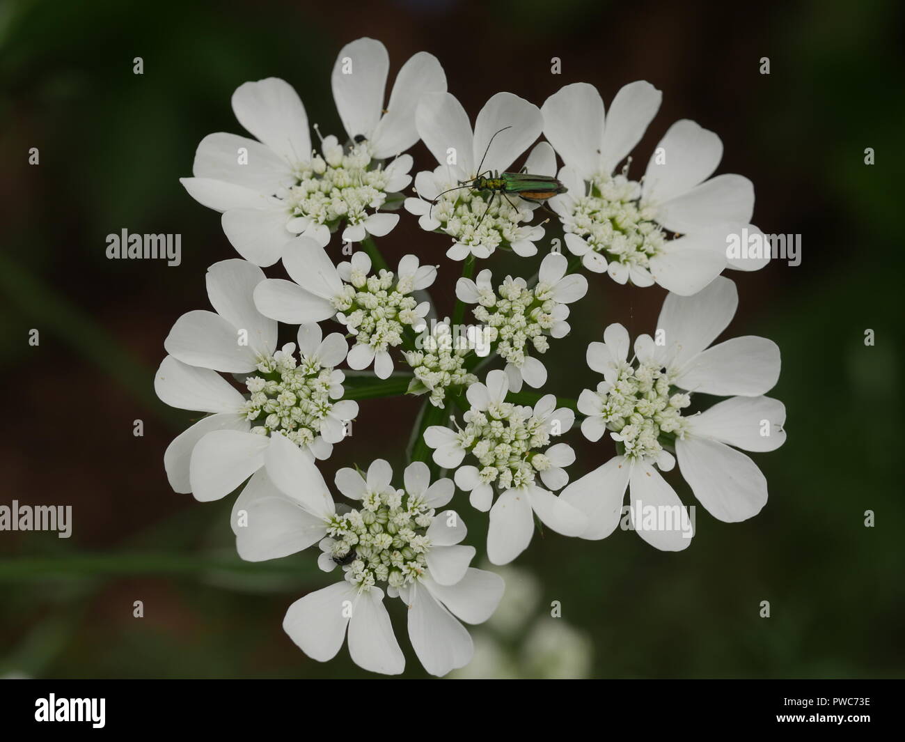 Orlaya, White lace flower Stock Photo