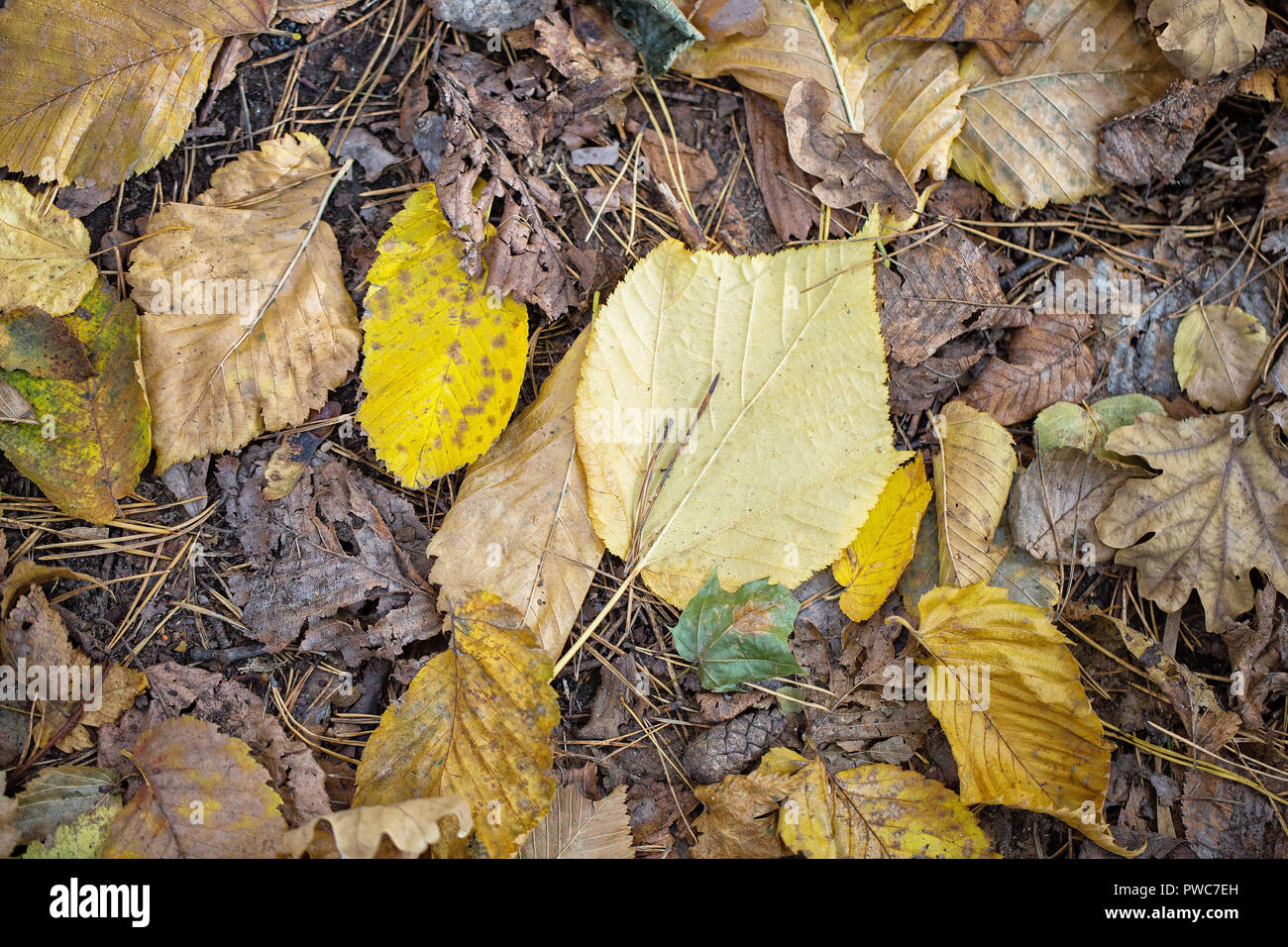 Dry fallen colorful leaves of autumn forest, top view Stock Photo - Alamy