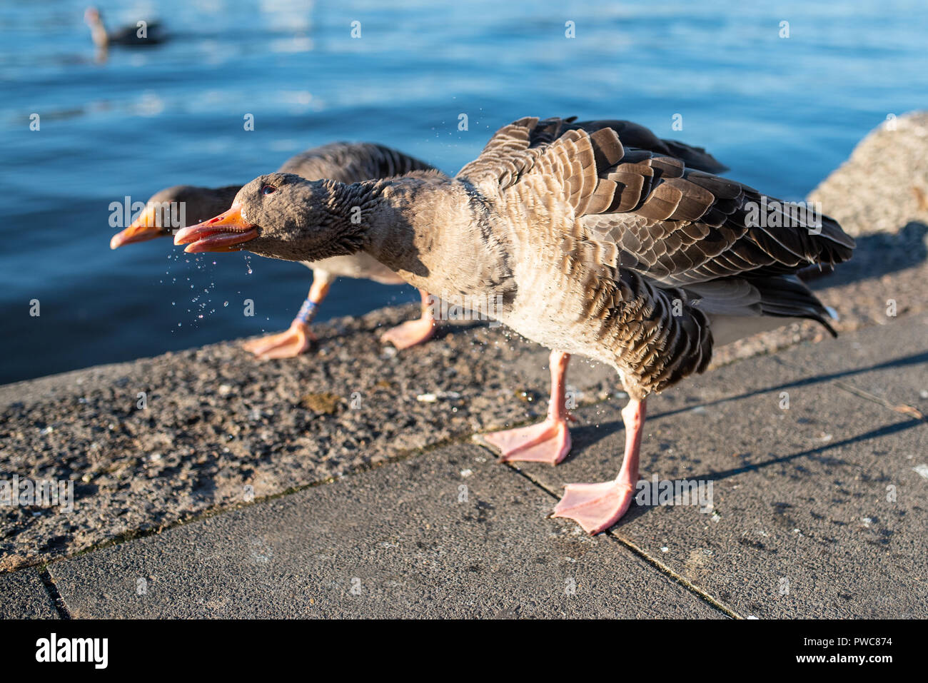 close-up of goose on lakefront shaking off water on sunny day Stock Photo