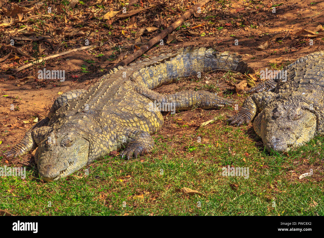 Two African Crocodiles species Crocodylus Niloticus, sleeping at iSimangaliso Wetland Park in St Lucia Estuary, South Africa, one of the top Safari Tour destinations. Stock Photo