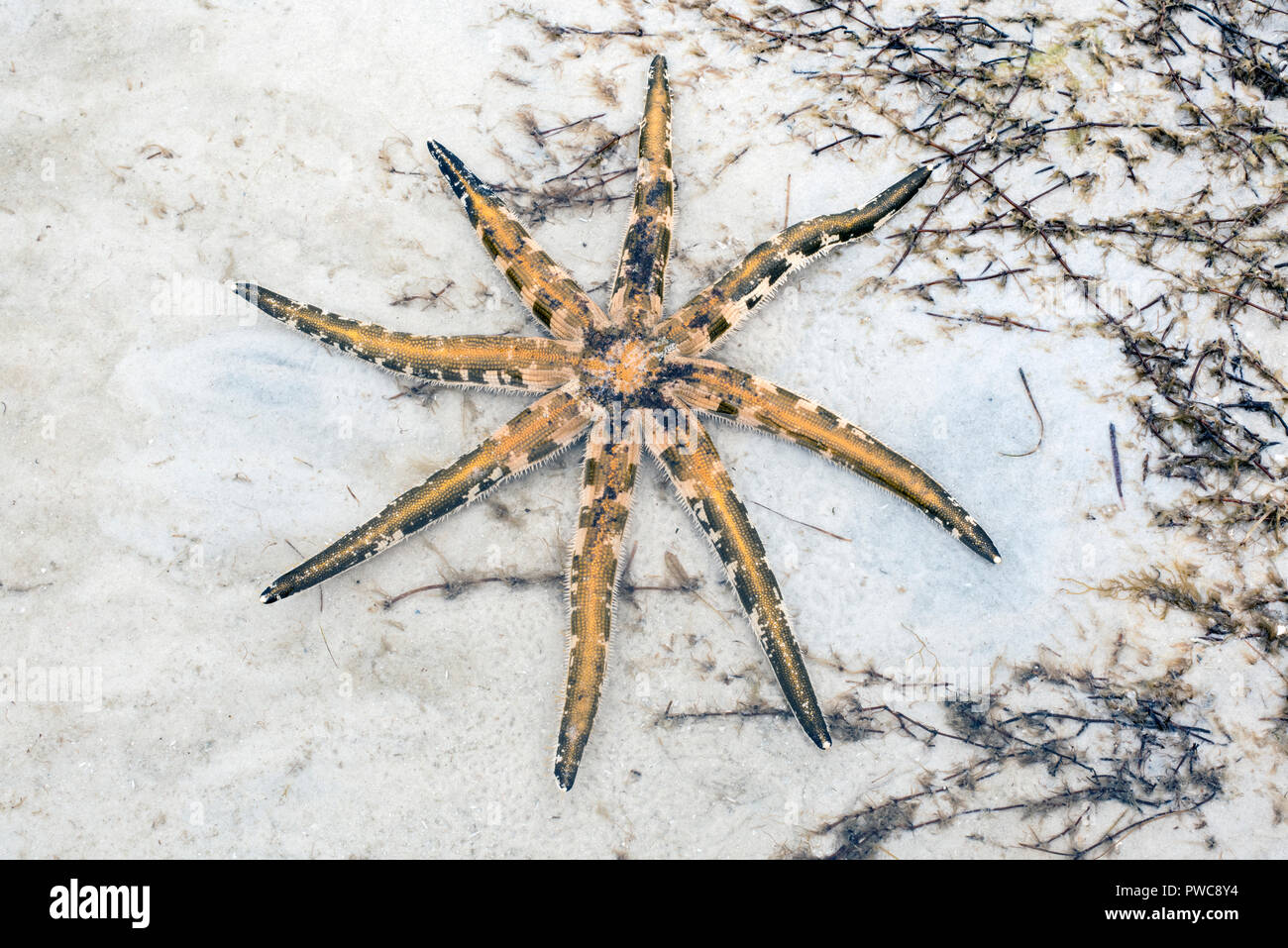 An eight legged Australian starfish, Luidia Australiae in very shallow water Stock Photo