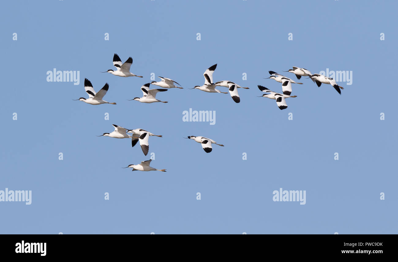 Flock of wild UK pied avocets in midair flight (Recurvirostra avosetta), flying free against blue sky background, heading left. UK avocet birds. Stock Photo