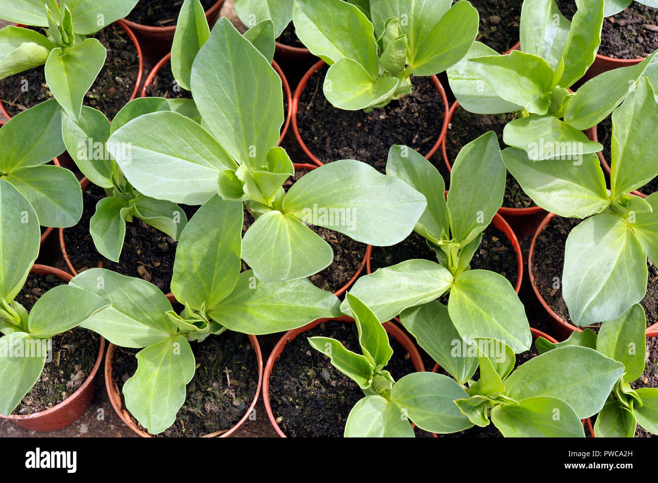 Broad bean plants in pots, variety Witkiem Manita, Vicia Faba also