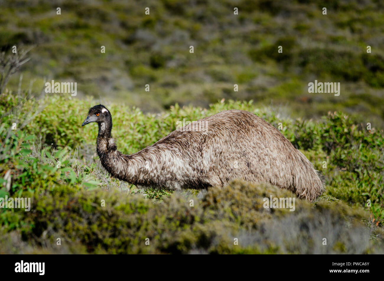 Emus (Dromaius novaehollandiae) walking through coastal scrub at Coffin Bay National Park South Australia Stock Photo