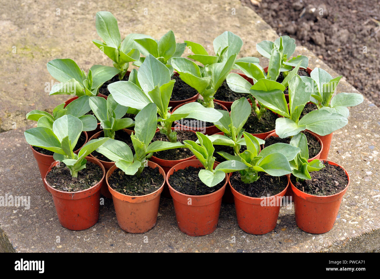 Starting Broad bean plants in pots, variety Witkiem Manita, Vicia Faba