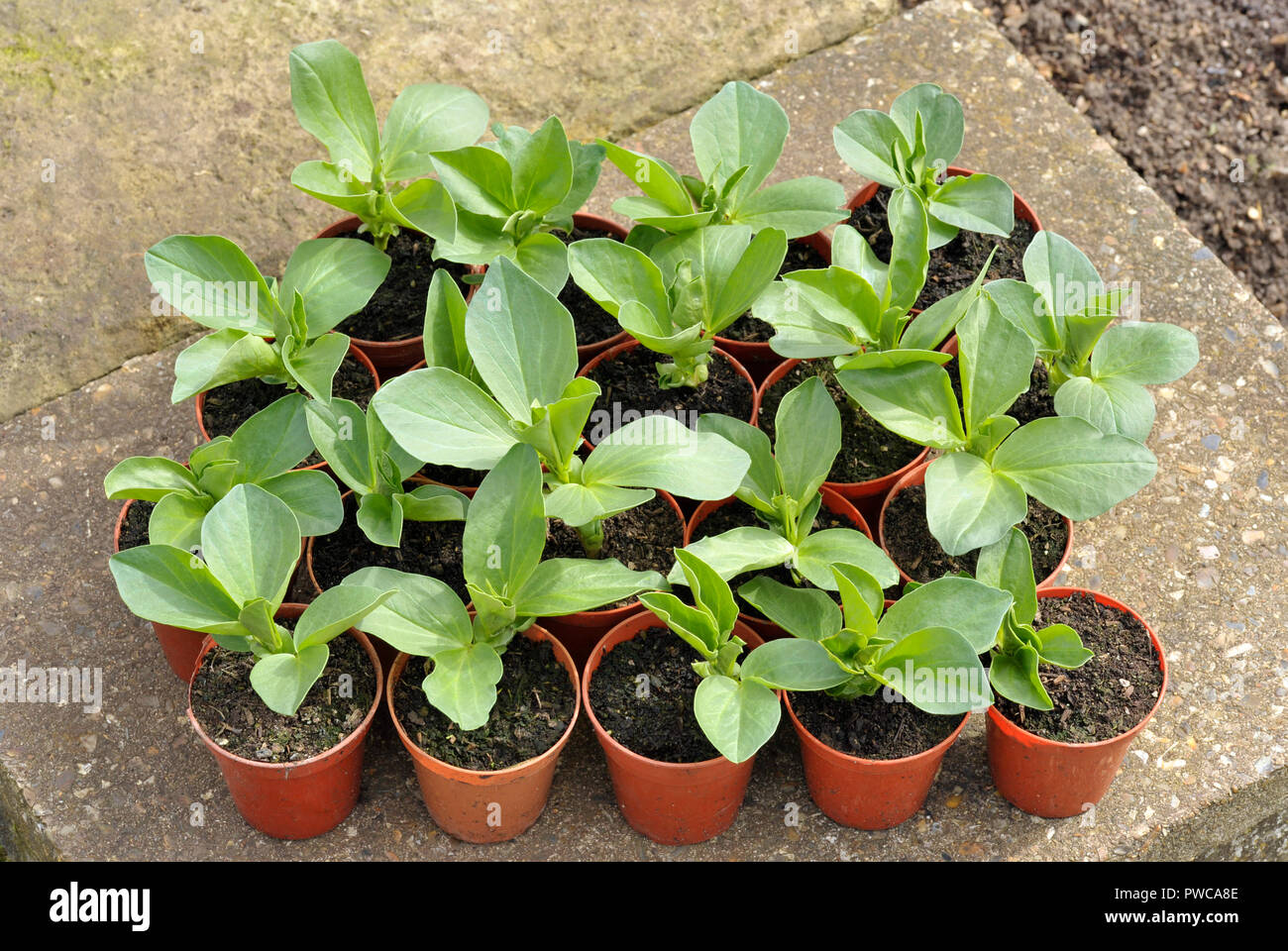 Broad bean plants in pots, variety Witkiem Manita, Vicia Faba also