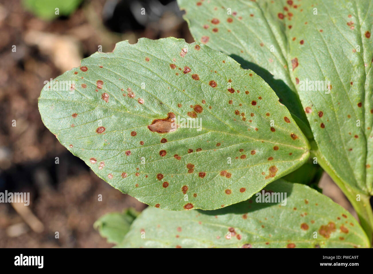 Broad bean plant with Chocolate spot disease on the foliage, a fungal problem Botrytis Fabae, Botrytis Cinerea. Stock Photo