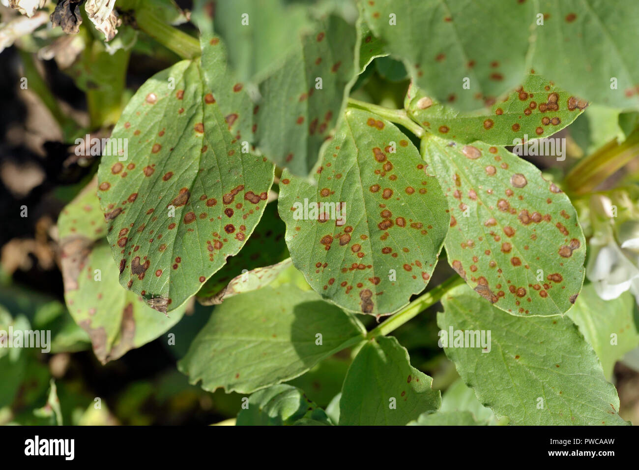 Chocolate spot broad beans hires stock photography and images Alamy