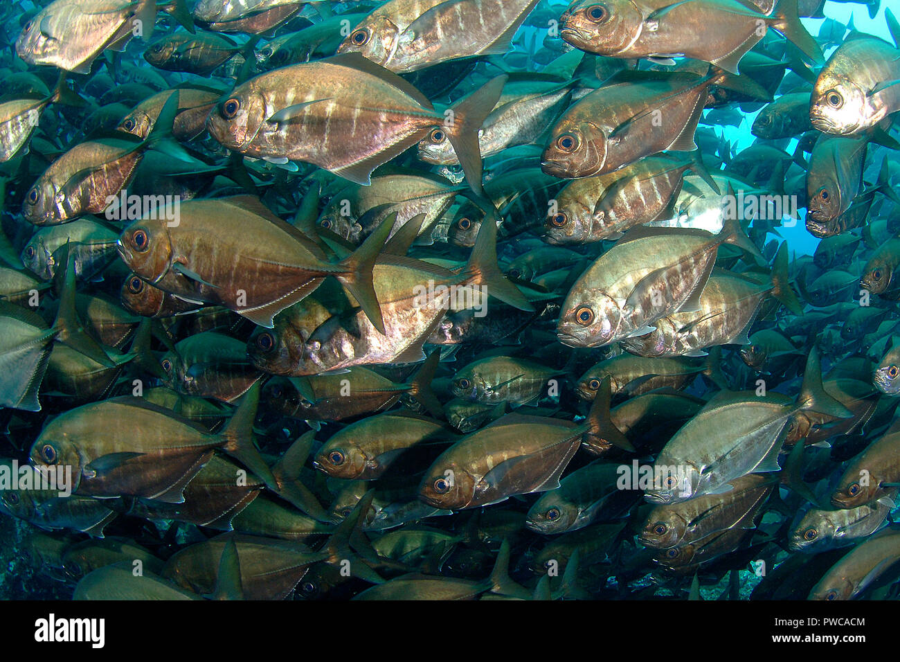Cottonmouth jack hires stock photography and images Alamy