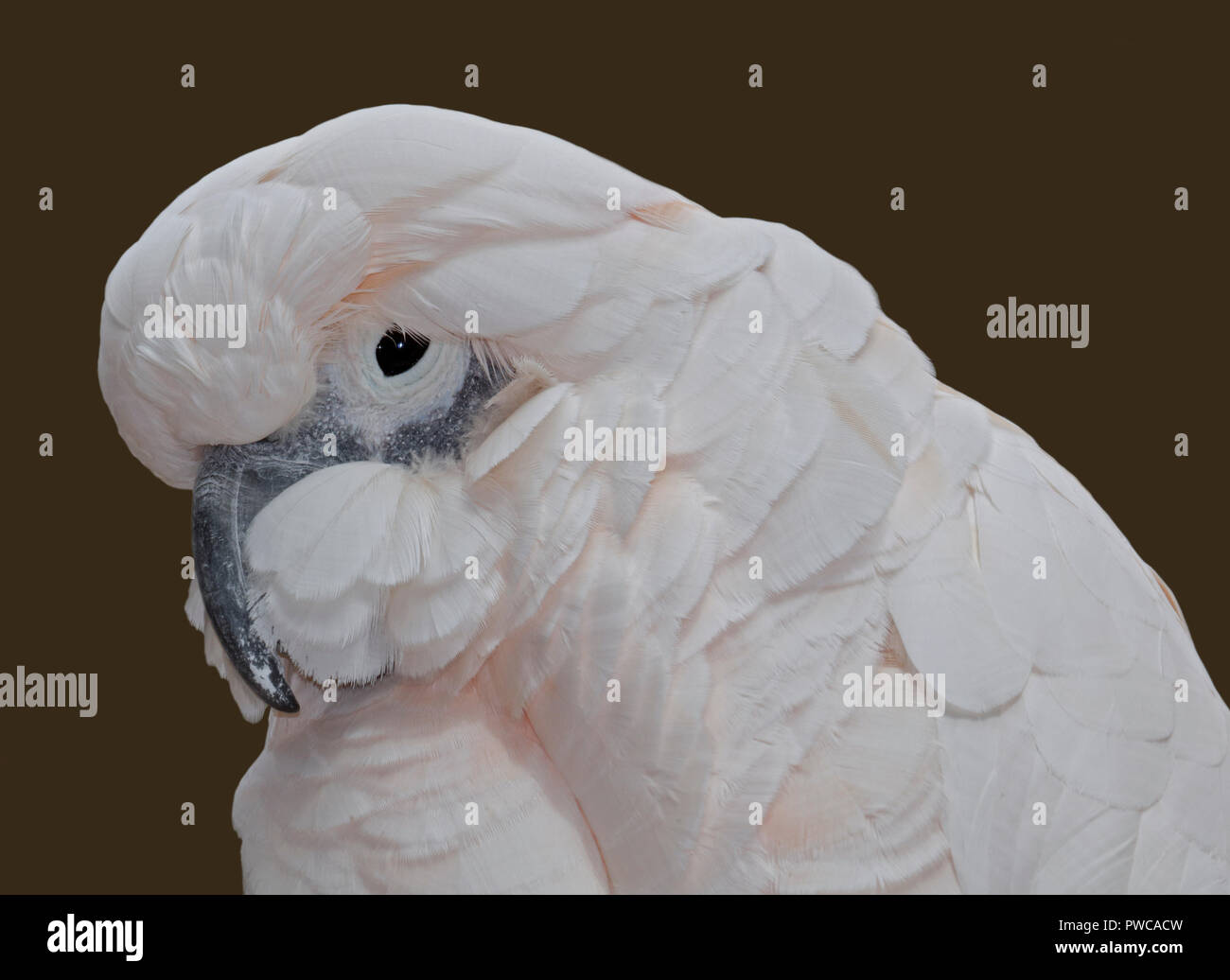 Cacatua High Resolution Stock Photography And Images Alamy