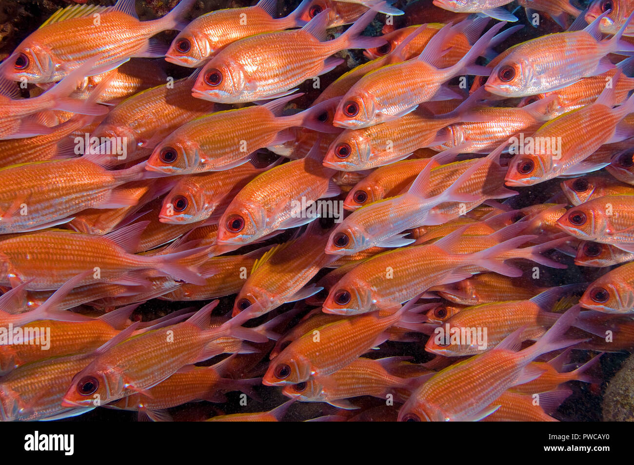 Longspine squirrelfish (Holocentrus rufus), schooling, Statia, St. Eustatius, BES-Islands Stock Photo