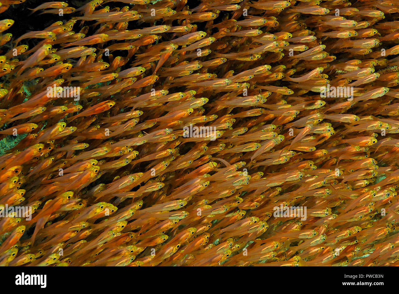 Glass fishes, Pygmy sweeper (Parapriacanthus ransonneti), Ari Atoll, Maldive islands Stock Photo