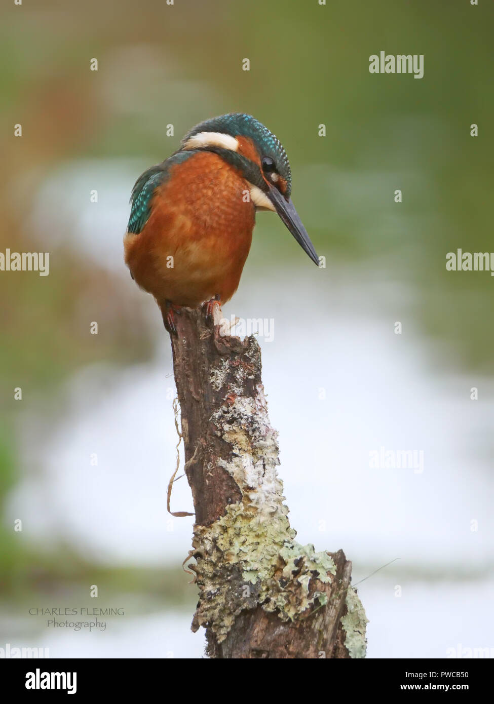 Common Kingfisher - Alcedo athis fishing by a natural brook which flows through the City of Exeter, Devon UK. Stock Photo