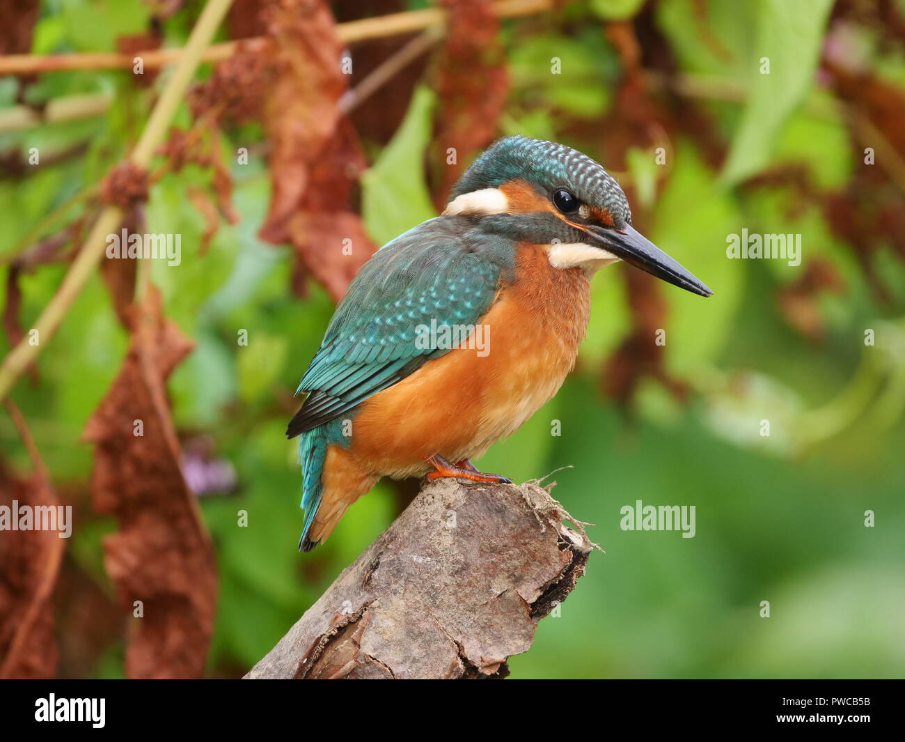 Common Kingfisher - Alcedo athis fishing by a natural brook which flows through the City of Exeter, Devon UK. Stock Photo