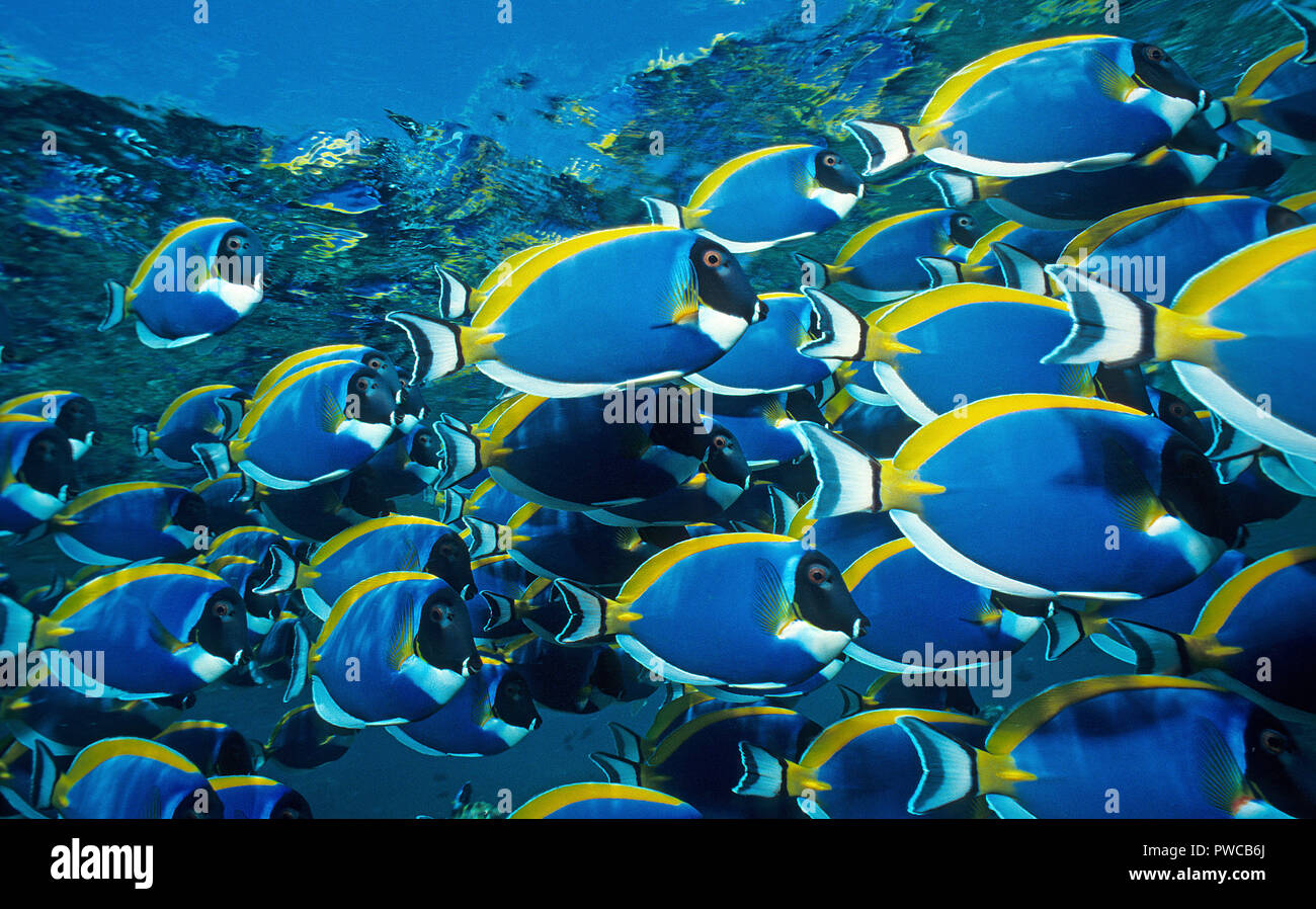 Powderblue Surgeonfish (Acanthurus leucosternon), schooling, Ari Atoll, Maldive islands Stock Photo