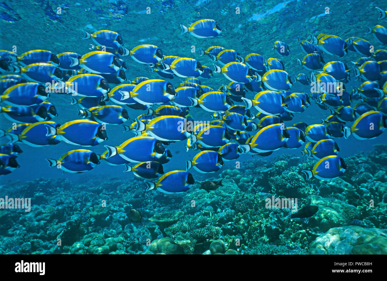 Powderblue Surgeonfish (Acanthurus leucosternon), schooling, Ari Atoll, Maldive islands Stock Photo