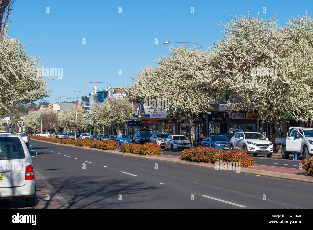 Ornamental Spring flowering trees (possibly Pear) line Summer Street, aka The Mitchell Highway