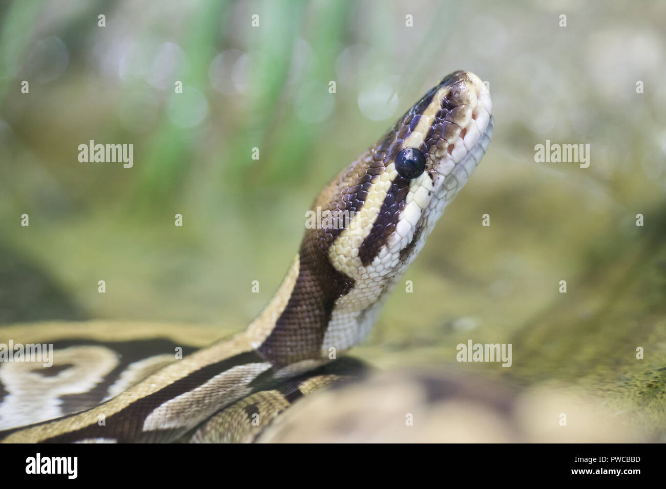 Reticulated Python resting on a branch Stock Photo