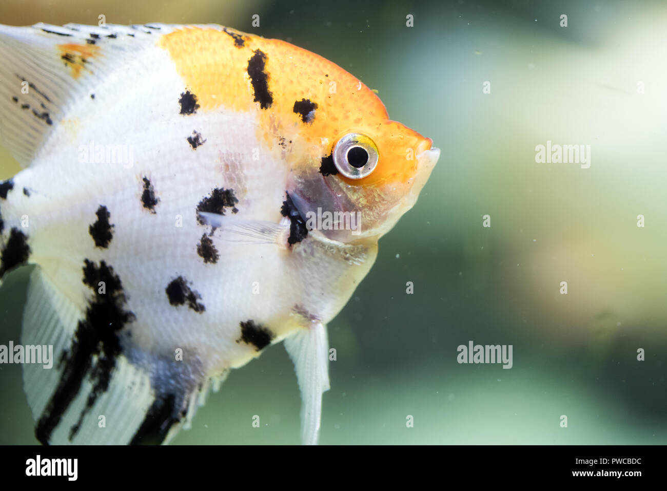 Freshwater angelfish or Marbled Angelfish that has a black white and yellow pattern Stock Photo