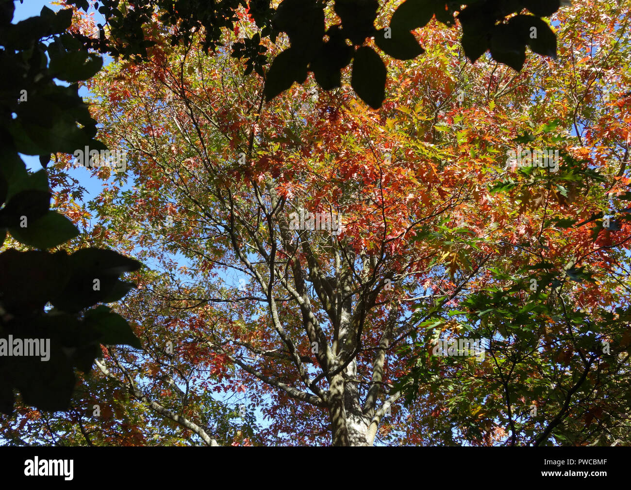 massive oak tree (Quercus) at Scotney castle, near Lamberhurst, Kent