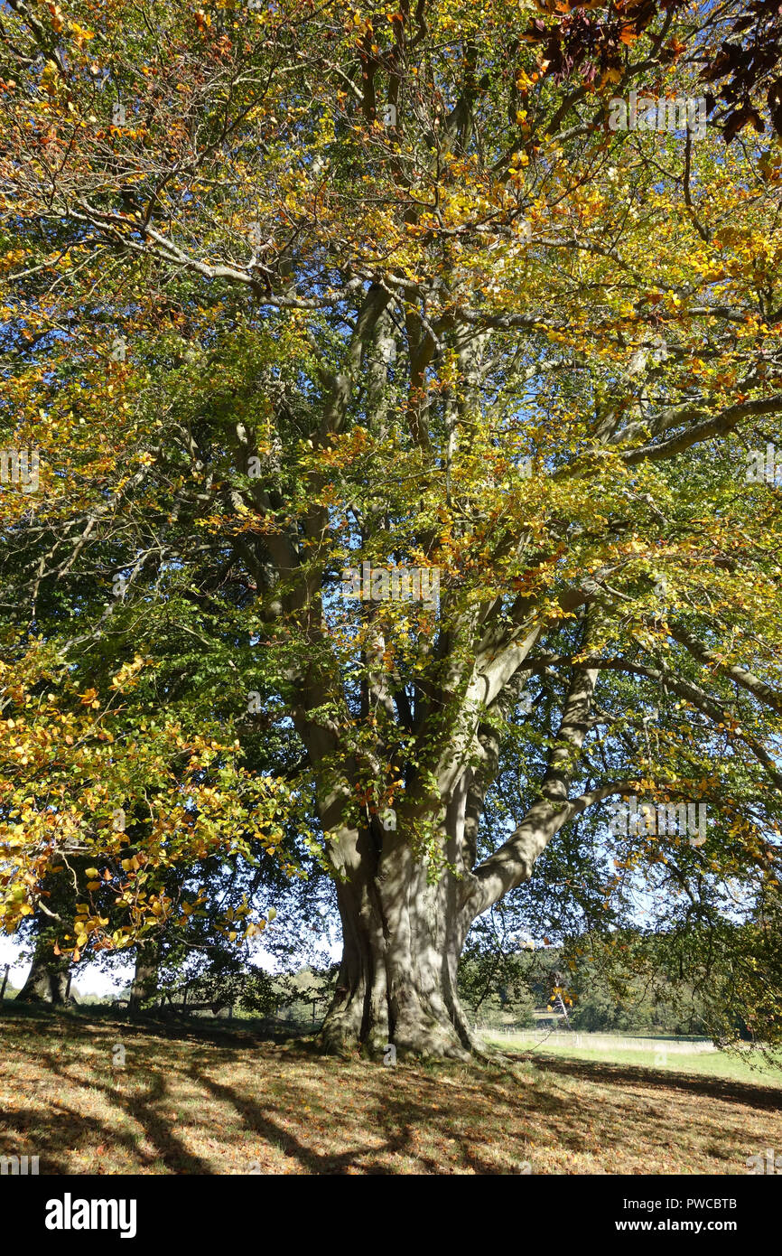 massive beech tree (Fagus) at Scotney castle, near Lamberhurst, Kent, United Kingdom Stock Photo