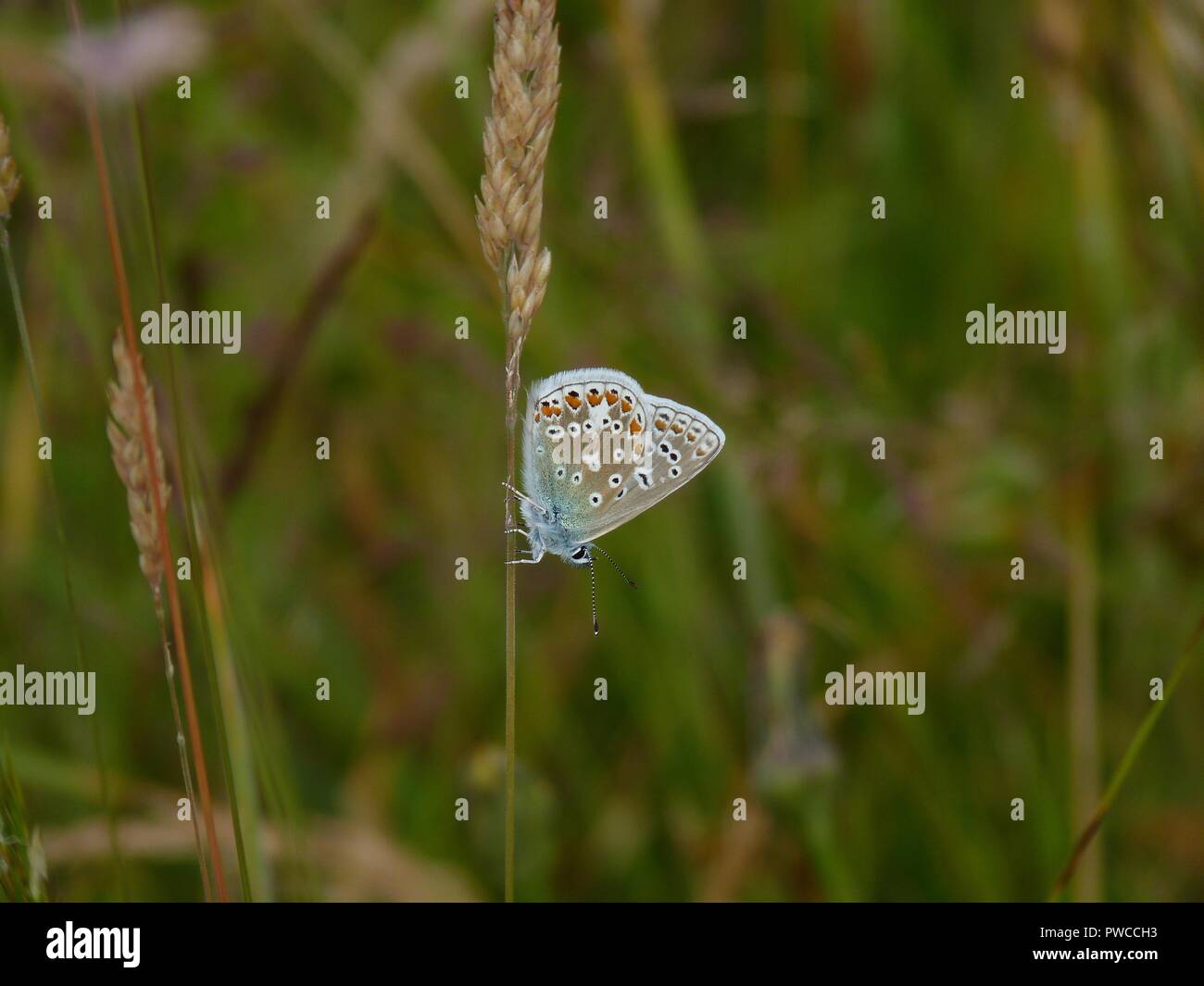 Common Blue butterfly, Scotland Stock Photo Alamy