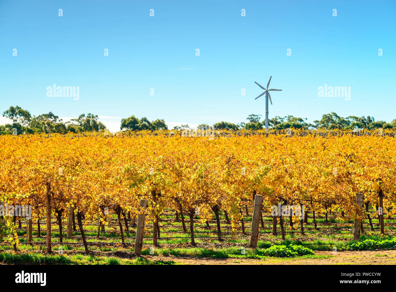 Riverland vineyard in autumn with windmils on background in rural South