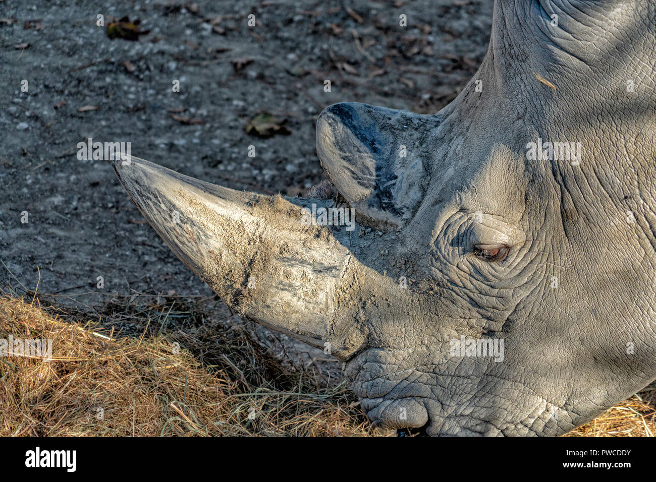 black rhino horn detail close up Stock Photo Alamy