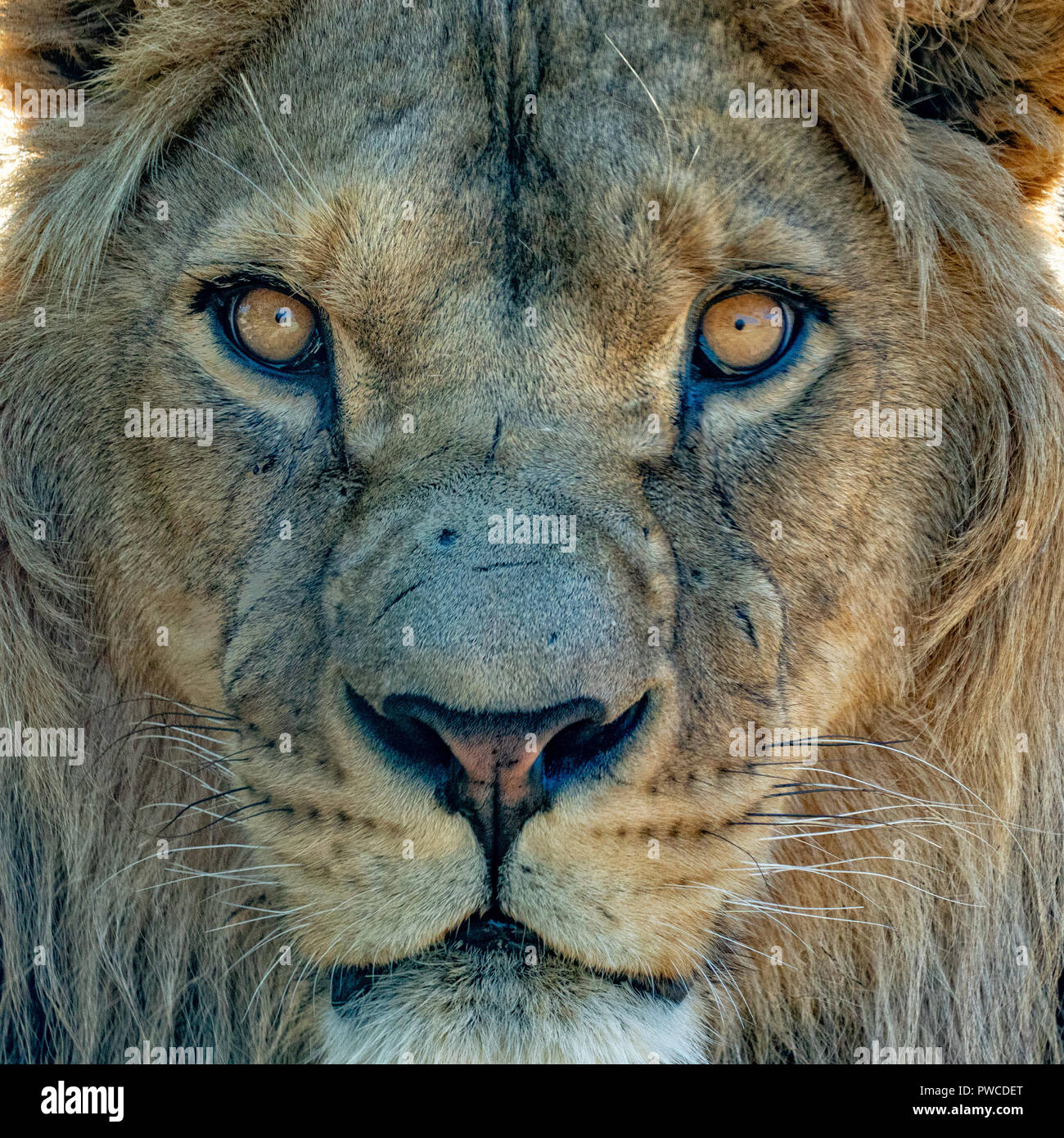 Male Lion Eyes Close Up Detail Looking At You Stock Photo Alamy
