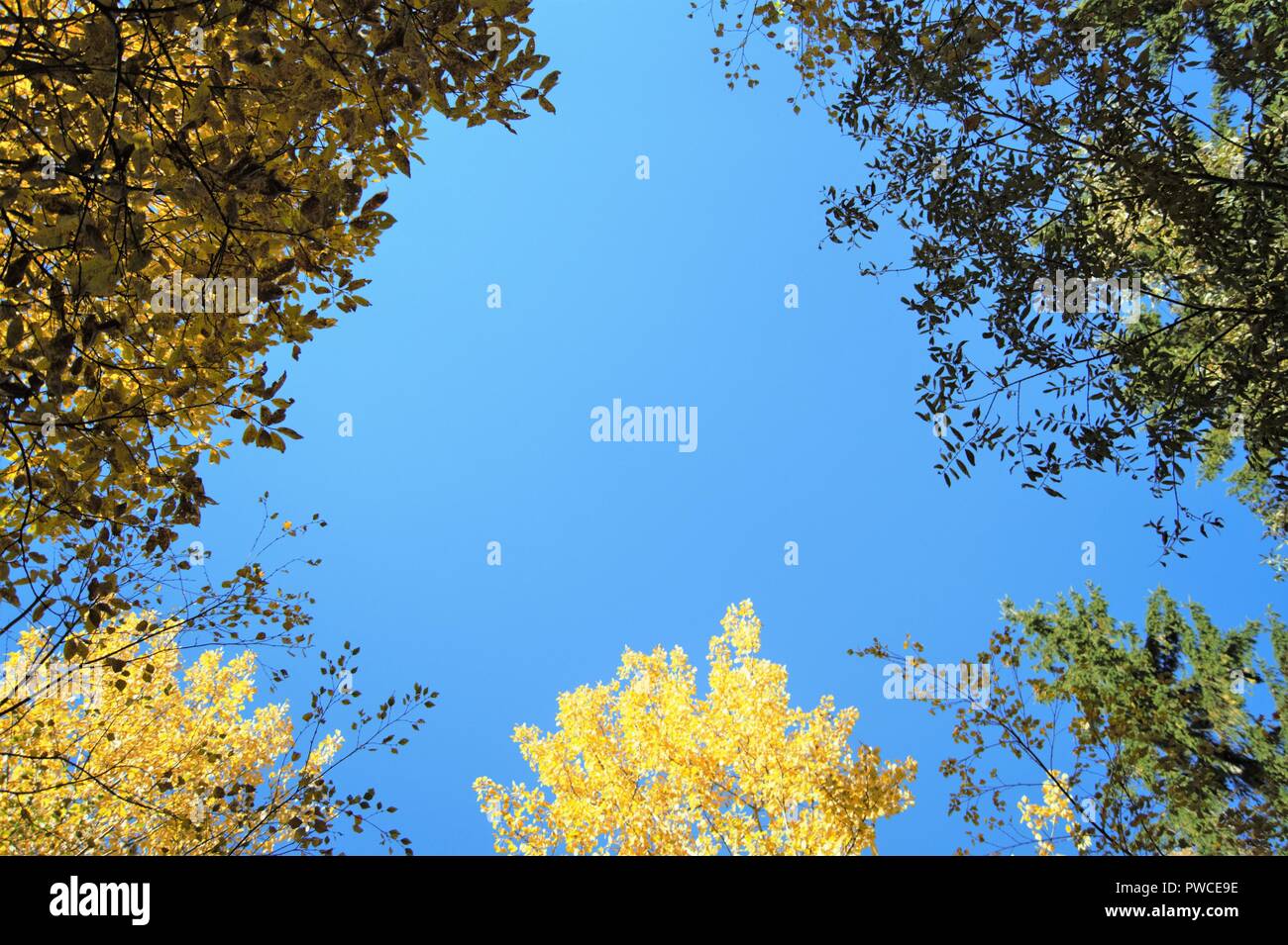 Patch of clear blue sky encircled by autumn Trees with brown and yellow foliage. Stock Photo