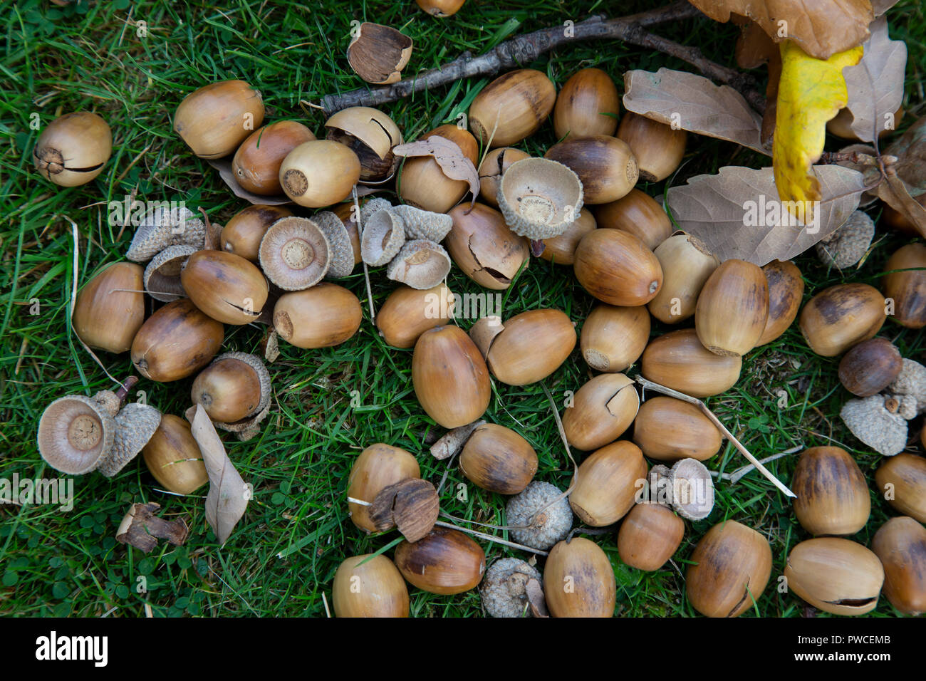 Acorns or Oak nuts, the nuts of Oak trees having fallen from the tree in the Autumn and randomly distributed on the grass below Stock Photo