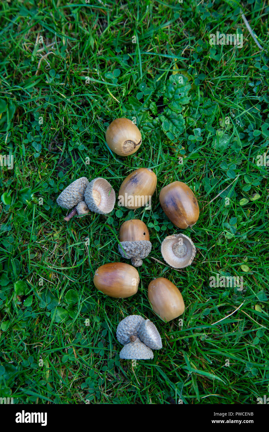 A small crop of fallen Acorns the nuts of Oak trees lying beneath the tree Stock Photo