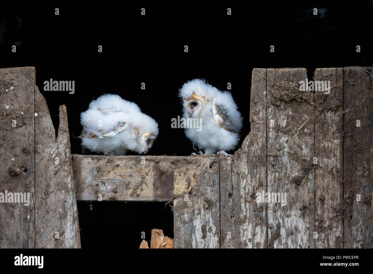 A pair of young Barn Owl chicks  Tyto alba perching on a broken wooden barn gate Stock Photo