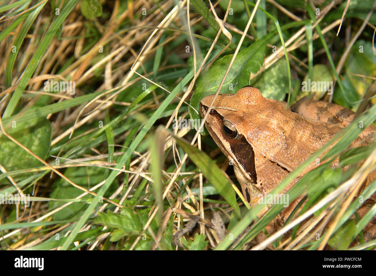 420+ Frog Hiding In The Grass Stock Photos, Pictures & Royalty-Free Images  - iStock