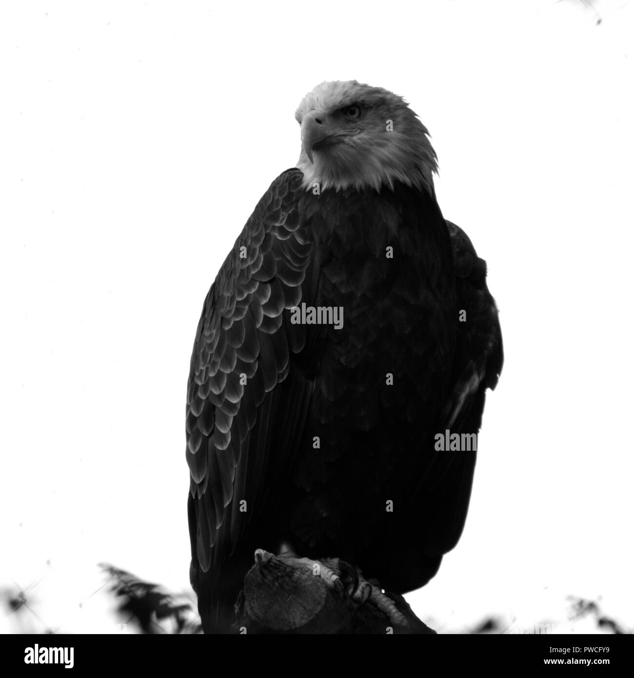 Perched Bald Eagle Black and White Stock Photo