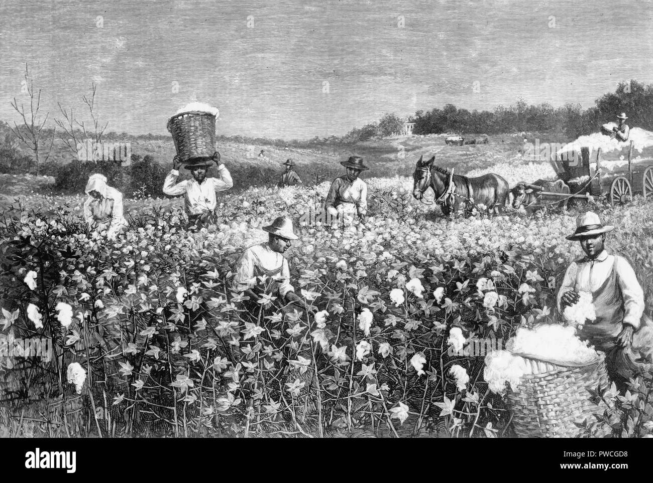 In a cotton field African Americans picking cotton, circa 1887 Stock