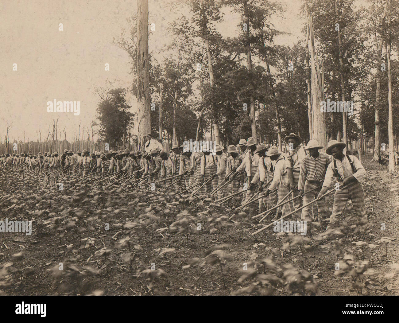 Parchman Penal Farm. Male prisoners hoeing in a field. 1911 Stock Photo