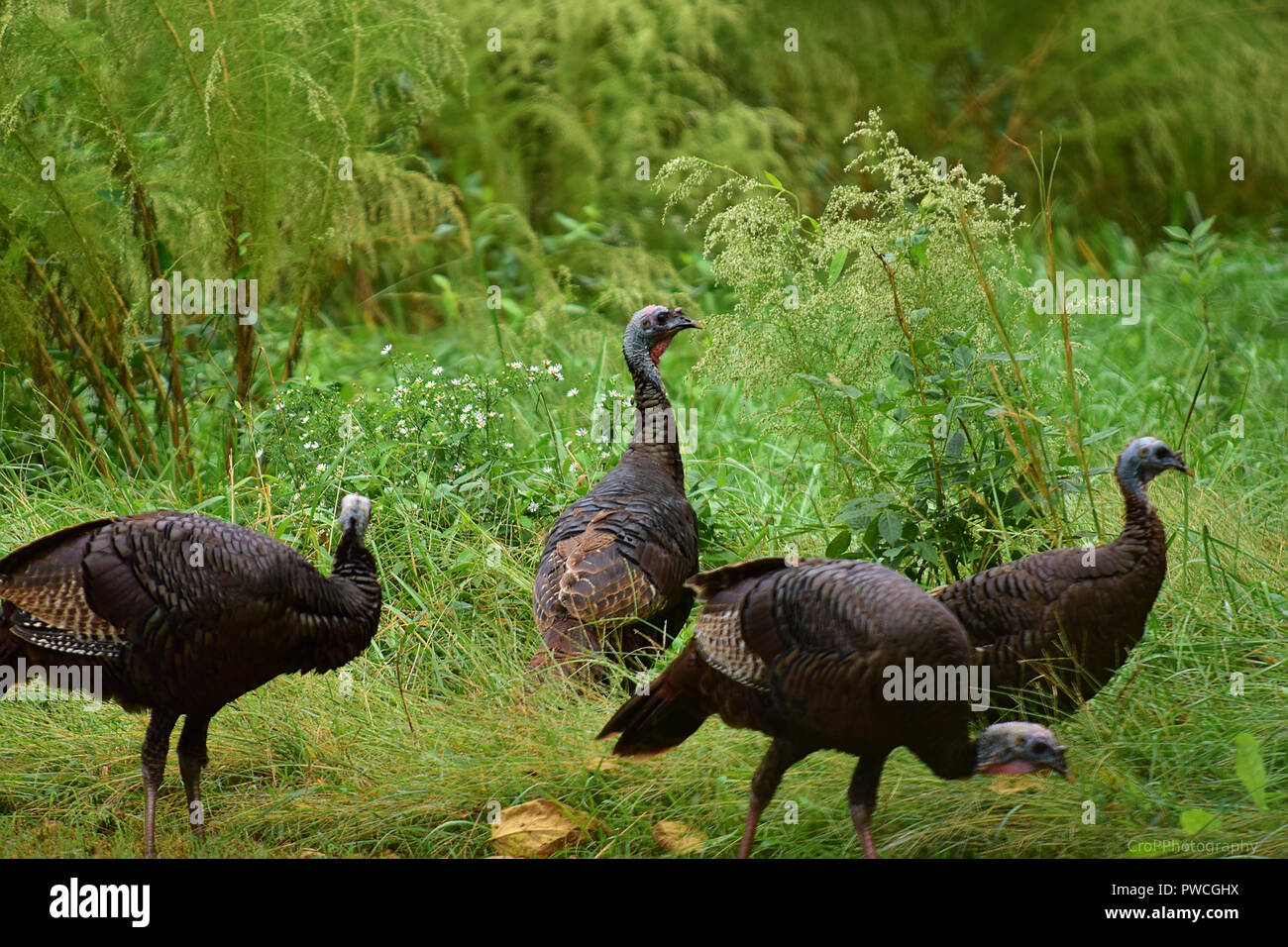 Flock Of Wild Turkeys High Resolution Stock Photography and Images Alamy