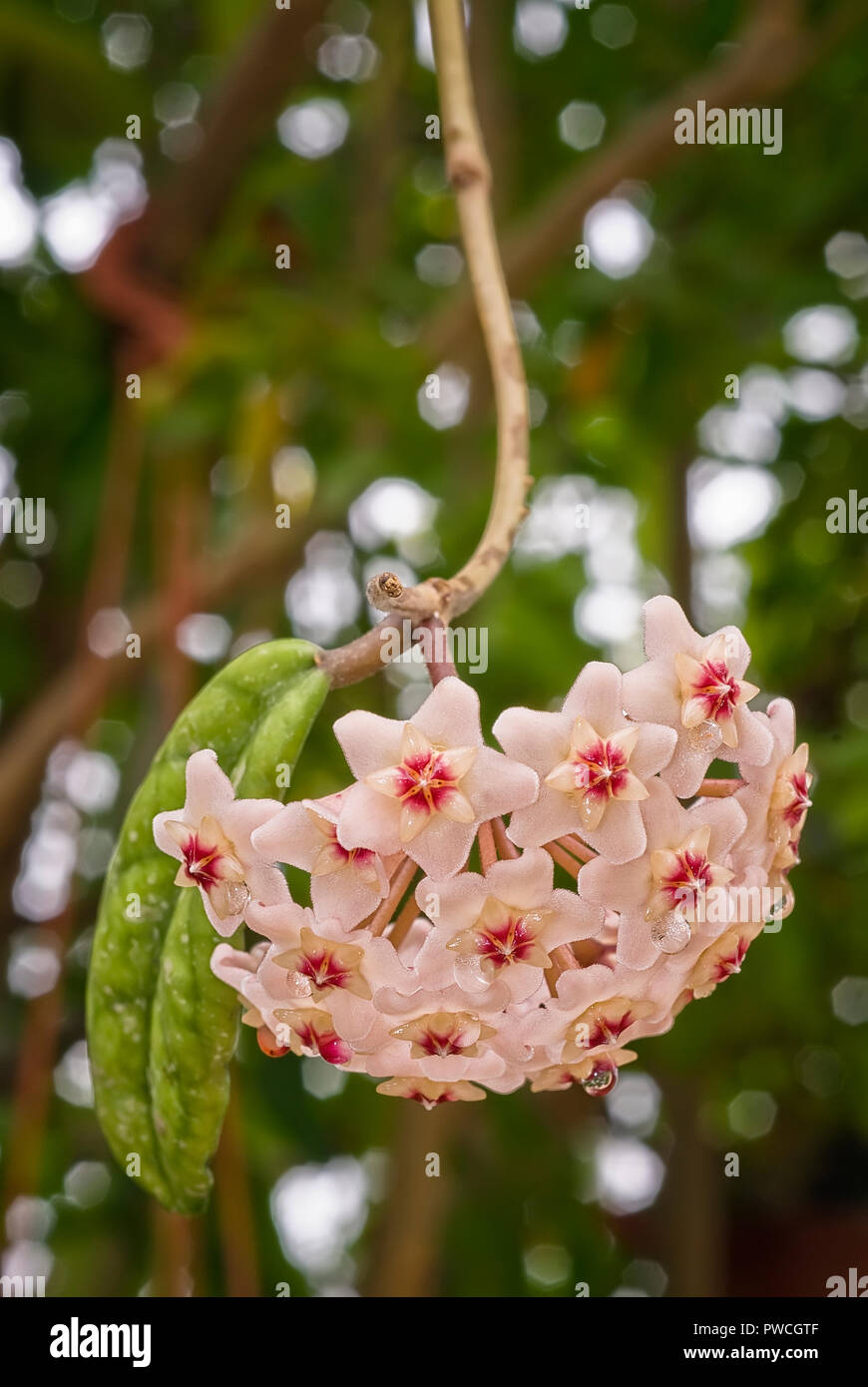 Hoya carnosa, porcelainflower or wax plant, Asclepiadaceae, leaves and