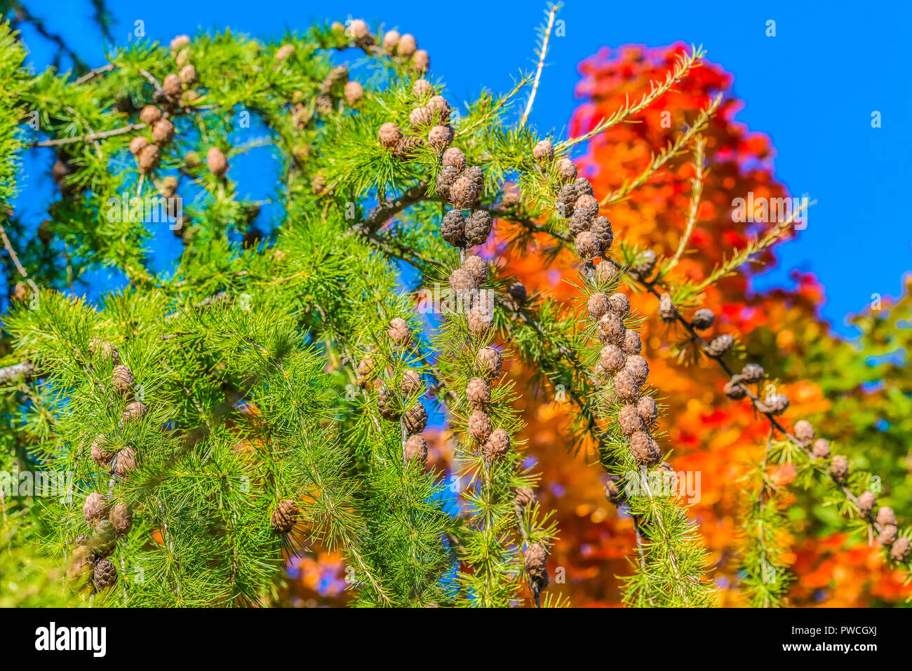 Larch branches with cones in the autumn park. Stock Photo