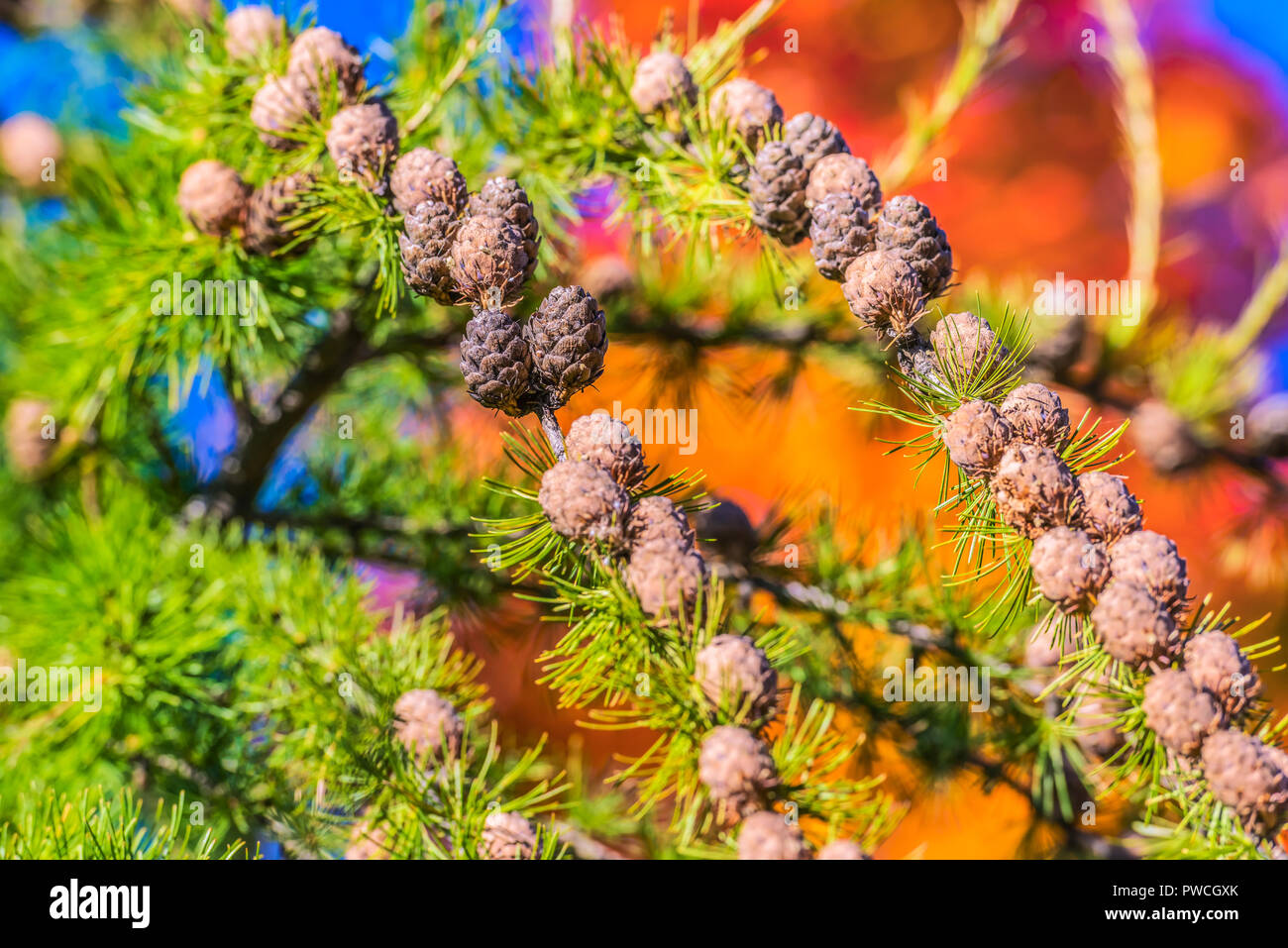 Larch branches with cones in the autumn park. Stock Photo