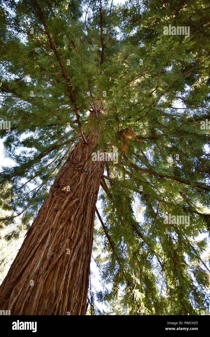 An evergreen conifer towers over the forest. Stock Photo