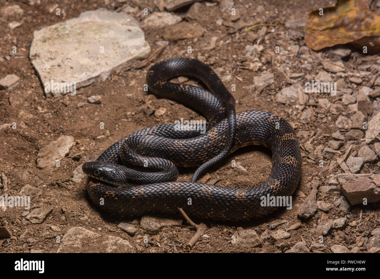 Gray Ratsnake (Pantherophis Spiloides) From Union County, Illinois, USA ...