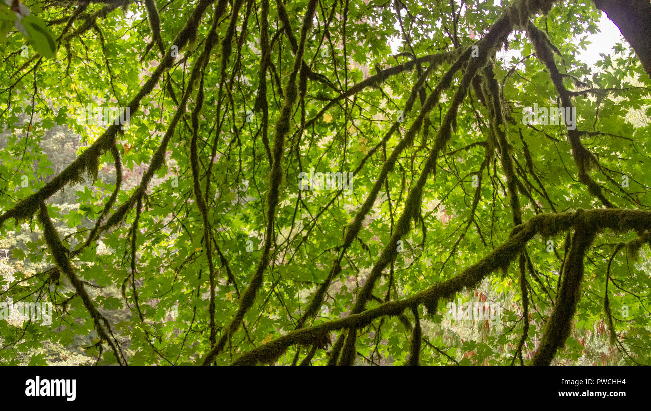 Shot tree branches hi-res stock photography and images - Alamy
