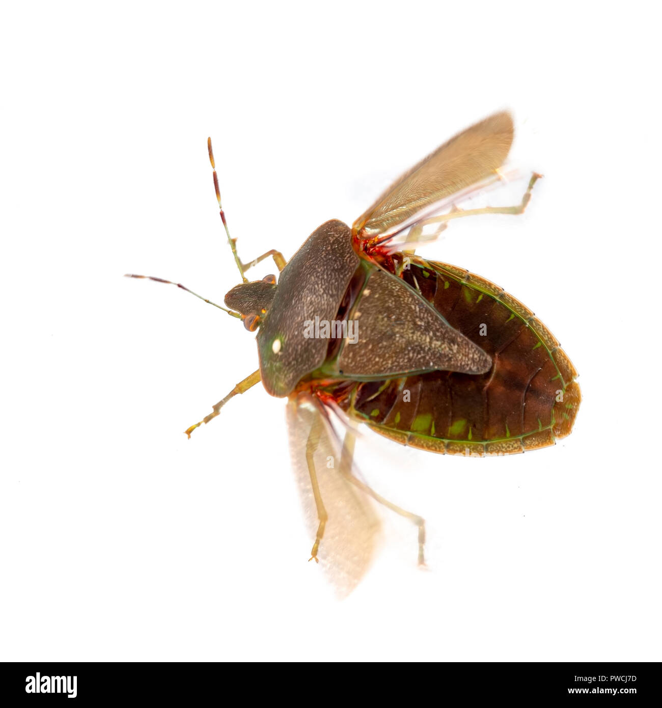 Stink aka shield bug, Nezara viridula, adult in winter colors about to