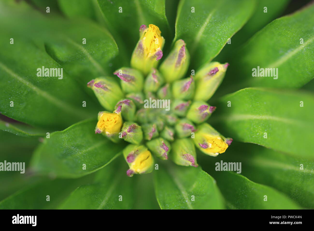 A yellow wallflower bursting in the spring. Stock Photo