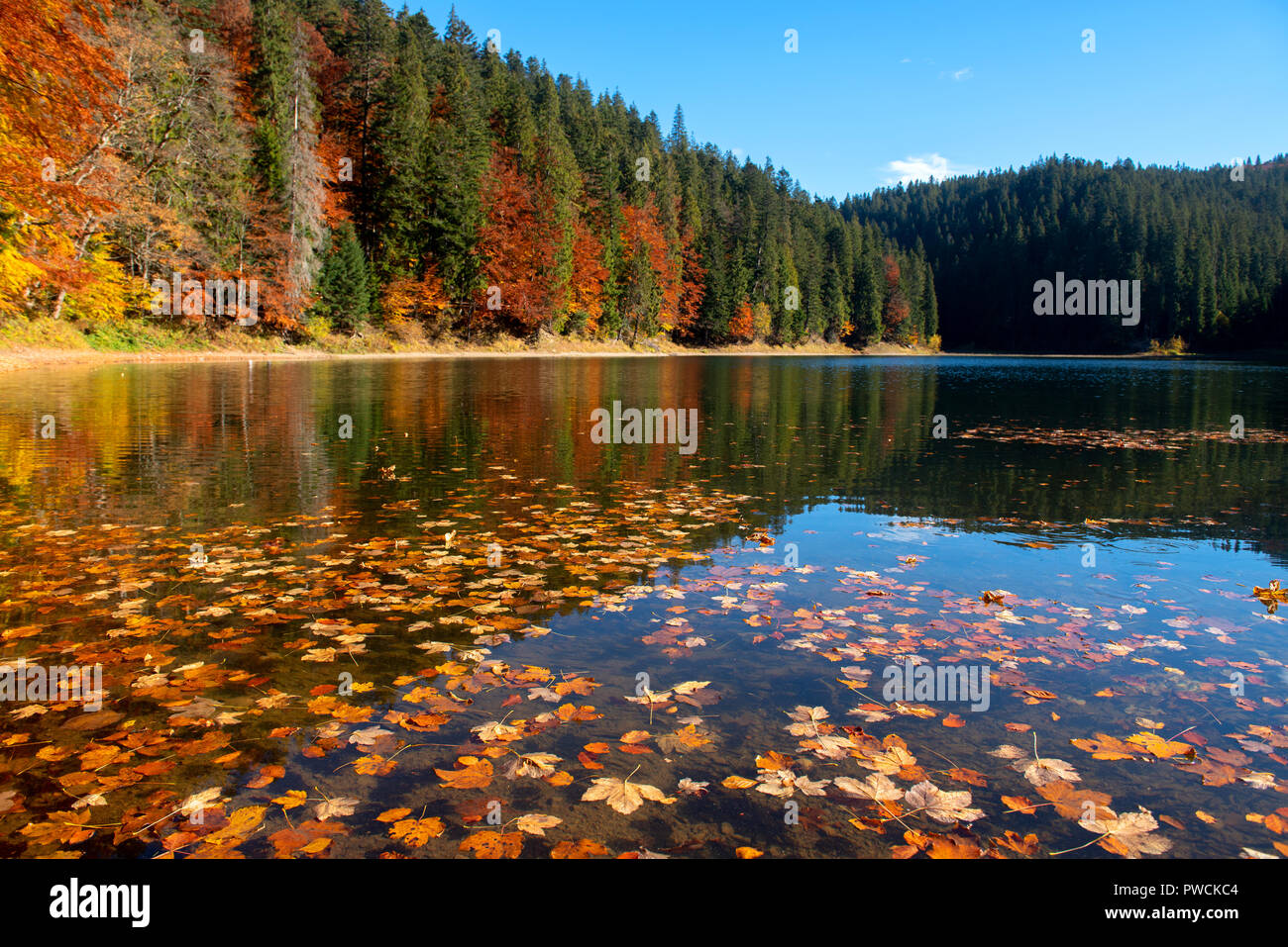 Perfect autumn tree reflections in lake with leaf Stock Photo - Alamy
