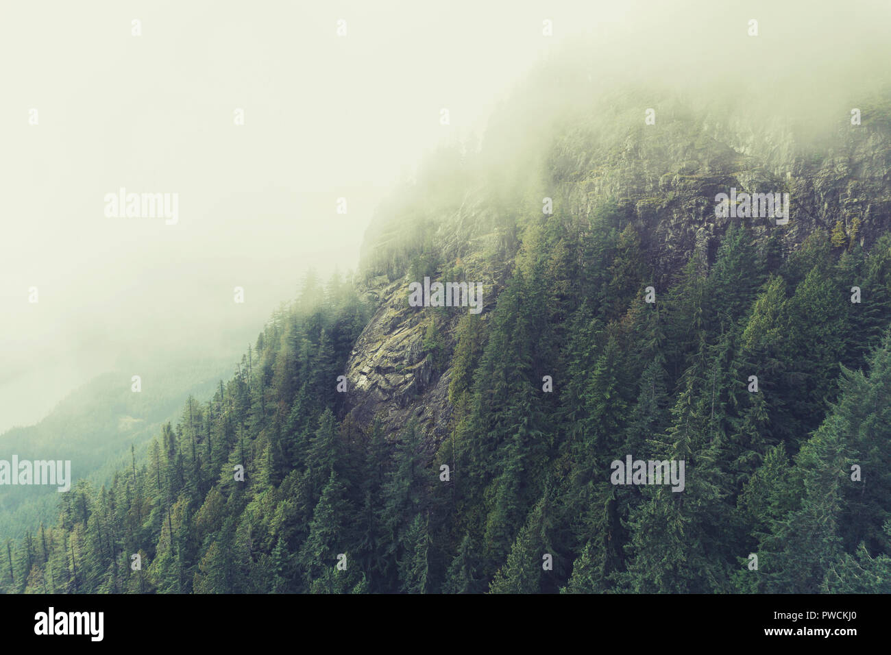 Misty forest scene with fog over pine trees Stock Photo - Alamy