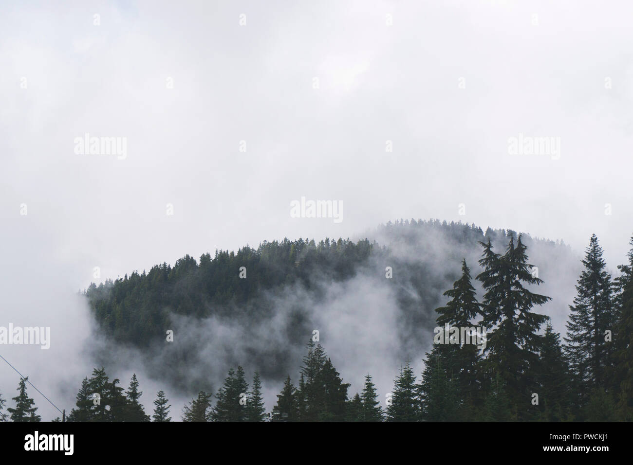 Misty forest scene with fog over pine trees Stock Photo - Alamy